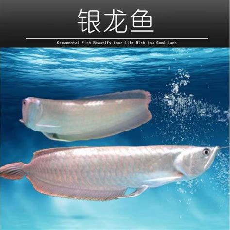 紅招財魚|招財貓魚